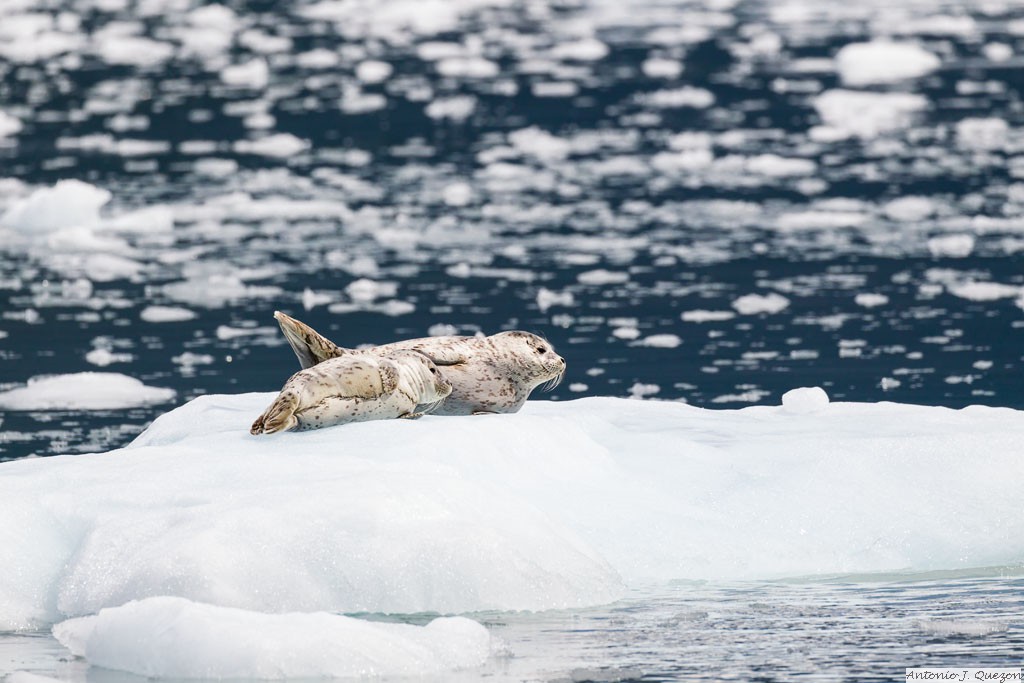 Harbor Seal (Phoca vitulina)<br/>Aialik Bay, Kenai Fjords National Park