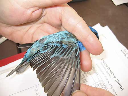 Examining an Indigo Bunting during banding process.