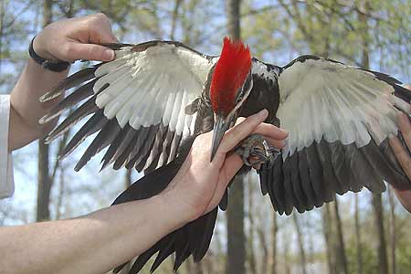 Pileated Woodpecker caught and banded at Occoquan NWR.
