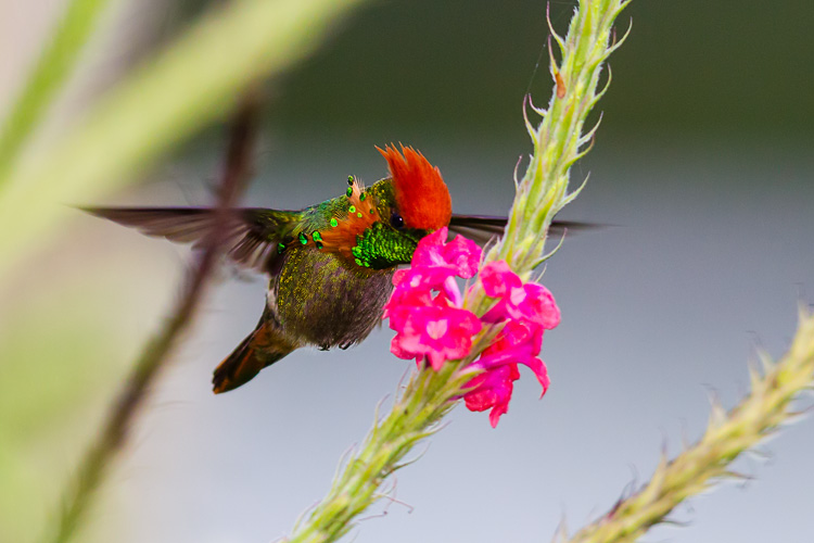 A Tufted Coquette feeding at Vervine (Stachytarpheta jamaicensis).