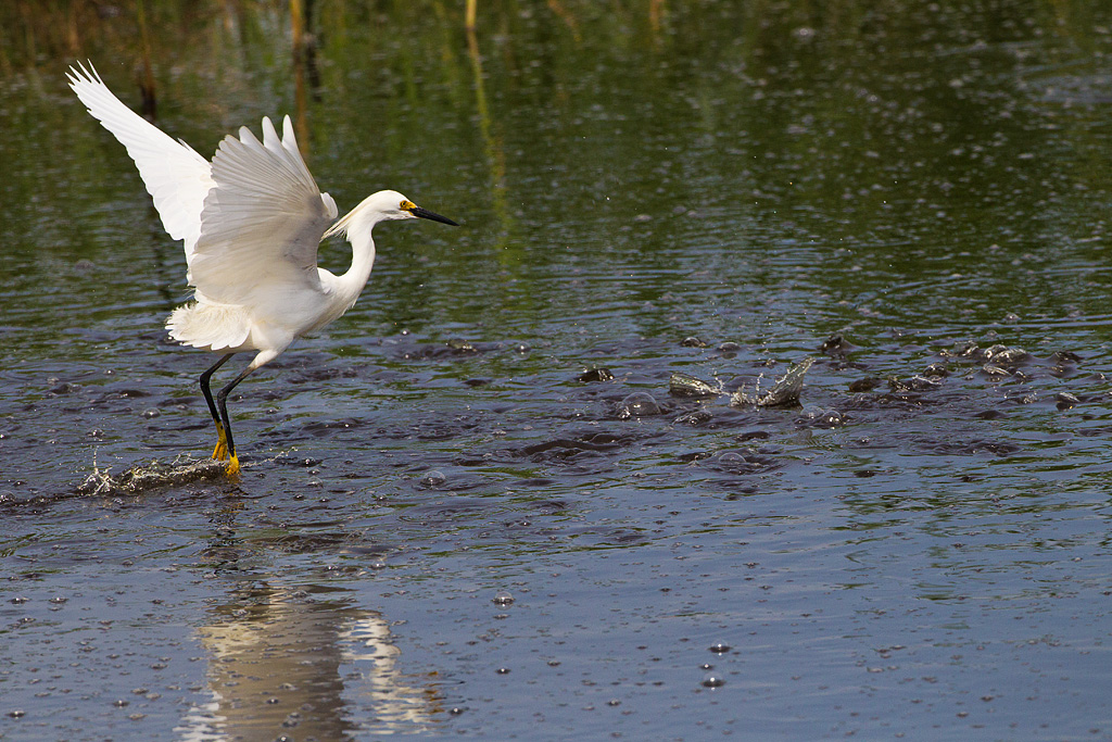 Snowy Egret (Egretta thula)