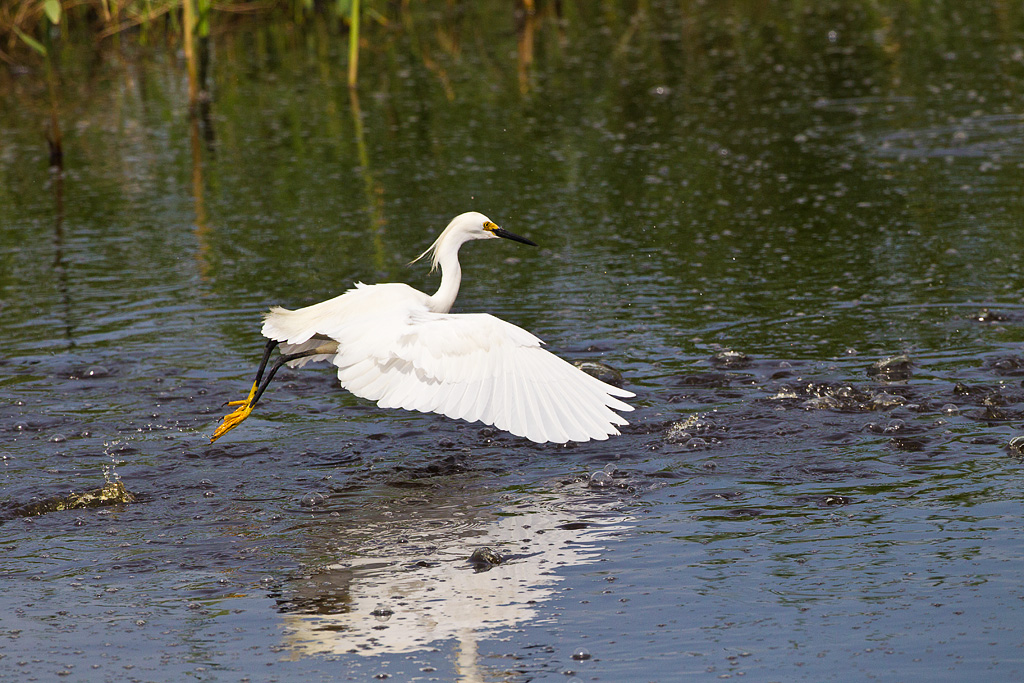 Snowy Egret (Egretta thula)