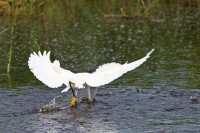 Snowy Egret (Egretta thula)