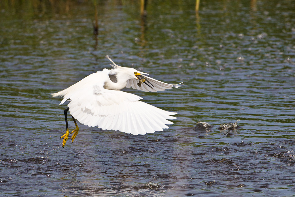 Snowy Egret (Egretta thula)