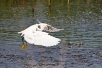 Snowy Egret (Egretta thula)