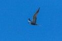 Aleutian Tern (Onychoprion aleuticus)