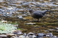 American Dipper (Cinclus mexicanus)