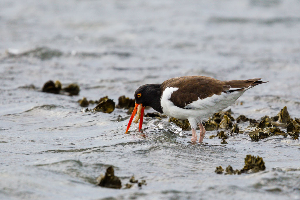 American Oystercatcher (Haematopus palliatus)