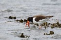 American Oystercatcher (Haematopus palliatus)