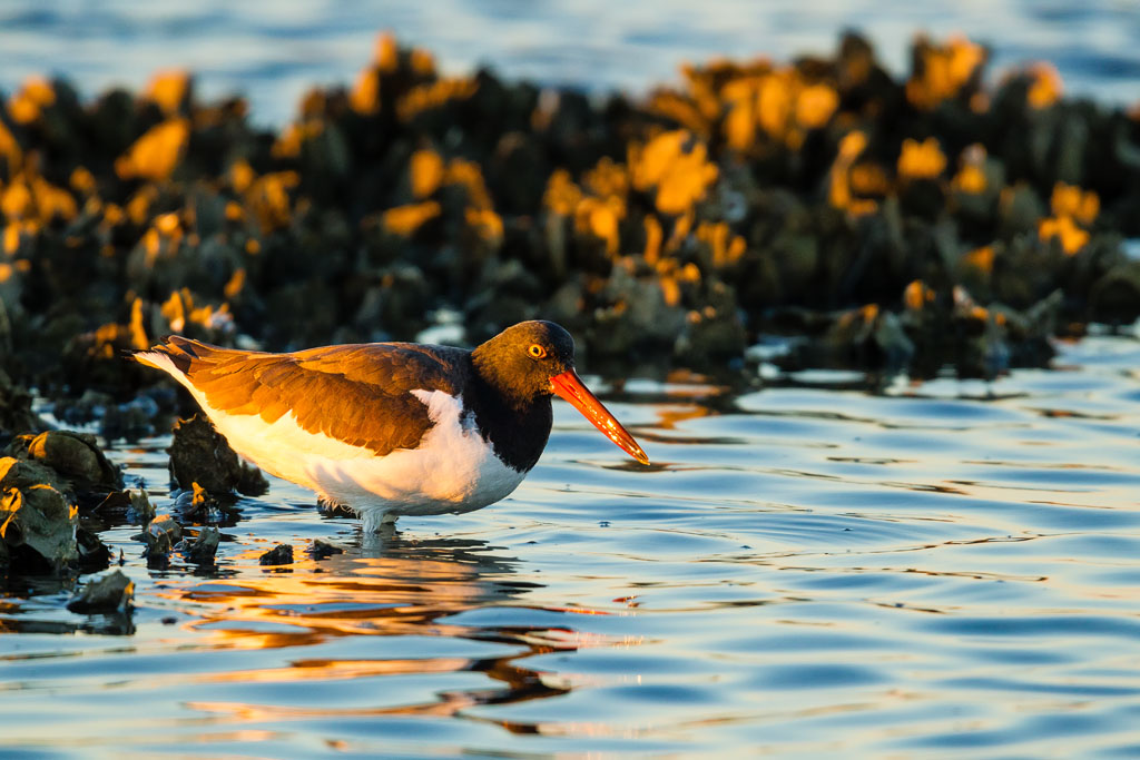 American Oystercatcher (Haematopus palliatus)