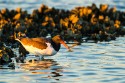 American Oystercatcher (Haematopus palliatus)