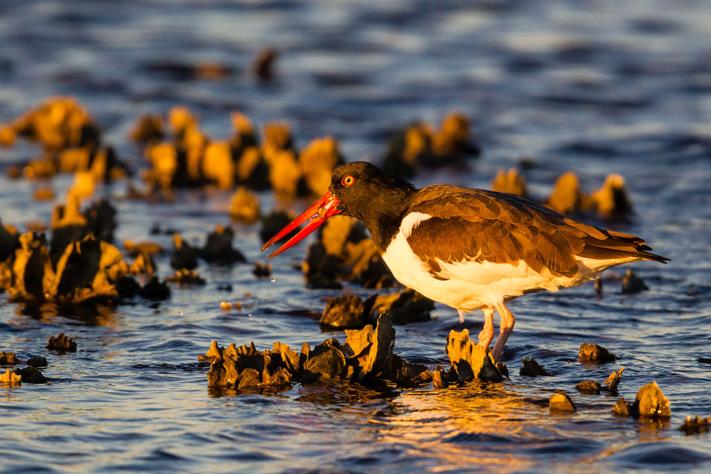American Oystercatcher (Haematopus palliatus)