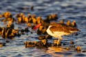 American Oystercatcher (Haematopus palliatus)