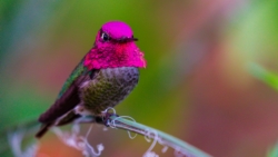 Anna's Hummingbird (Calypte anna)©
