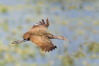 Limpkin (Aramus guarauna)