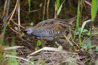 Sora (Porzana carolina)