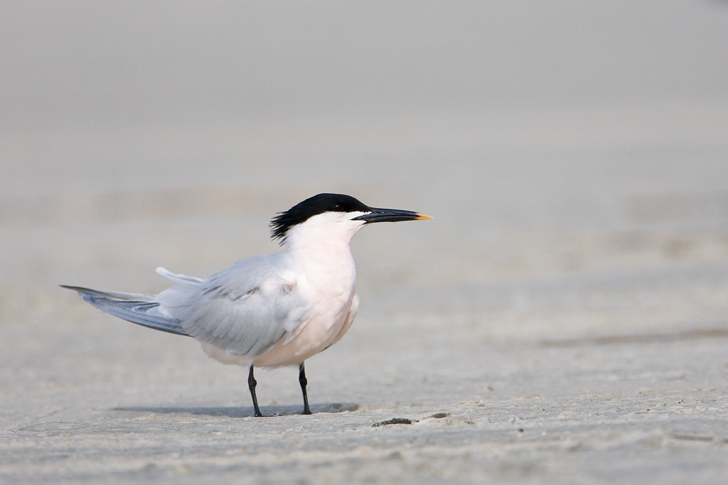 SandwichTern (Sterna sandvicensis)