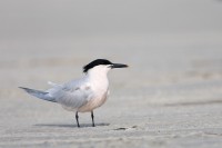 SandwichTern (Sterna sandvicensis)