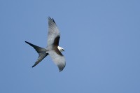 Swallow-tailed Kite (Elanoides forficatus)