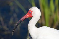 White Ibis (Eudocimus albus)