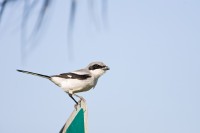 Loggerhead Shrike (Lanius ludovicianus)