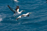Masked Booby (Sula dactylatra)