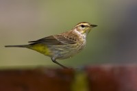 Palm Warbler (Dendroica palmerum)