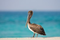 Brown Pelican (Pelecanus occidentalis)