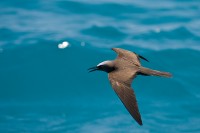 Brown Noddy (Anous stolidus)