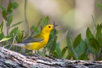 Prothonotary Warbler (Protonotaria citrea)