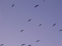 Magnificent Frigatebird (Fregata magnificens)