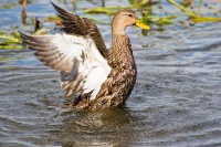 Mottled Duck (Anas fulvigula)