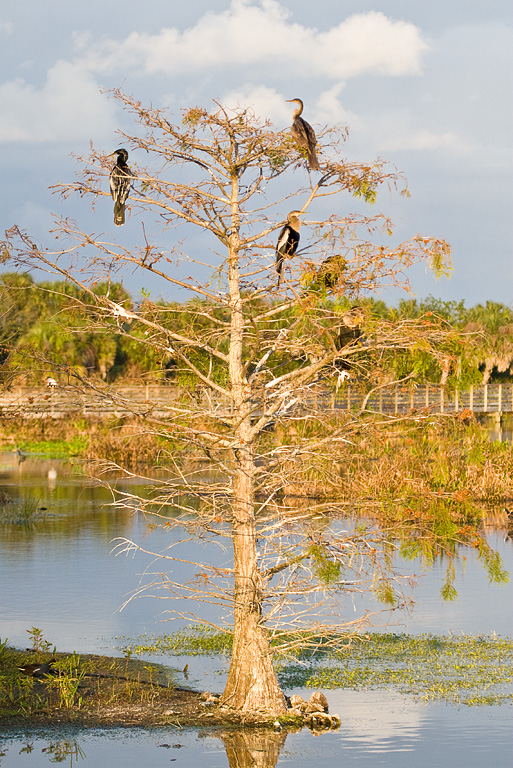 Anhinga (Anhinga anhinga)