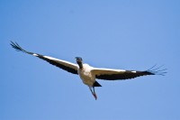 Wood Stork (Mycteria americana)