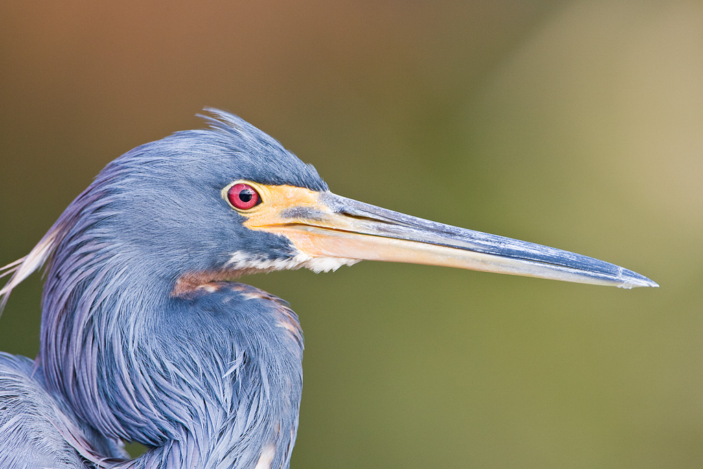 Tricolored Heron (Egretta tricolor)