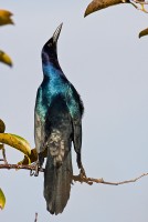Boat-tailed Grackle (Quiscalus major)