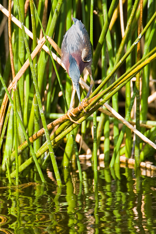 Green Heron (Butorides virescens)