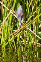 Green Heron (Butorides virescens)