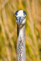 Great Blue Heron (Ardea herodias)