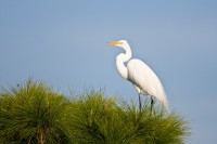 Great Egret (Ardea alba)