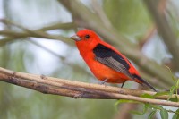 Scarlet Tanager (Piranaga olivacea)