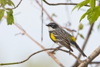 Yellow-rumped Warbler (Dendroica coronata)