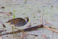 Sora (Porzana carolina)