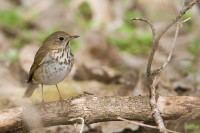 Hermit Thrush (Catharus guttatus)