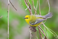 Blue-winged Warbler (Vermivora pinus)