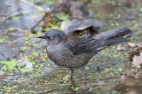 Rusty Blackbird (Euphagus carolinus)