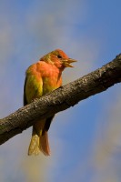 Summer Tanager (Piranga rubra)