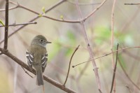Least Flycatcher (Empidonax minimus)