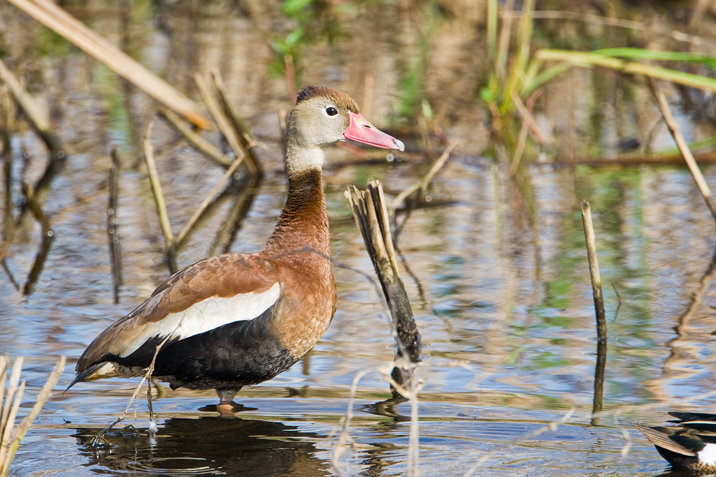 Black-bellied Whistling-Duck (Dendrocygna autumnalis)