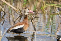 Black-bellied Whistling-Duck (Dendrocygna autumnalis)
